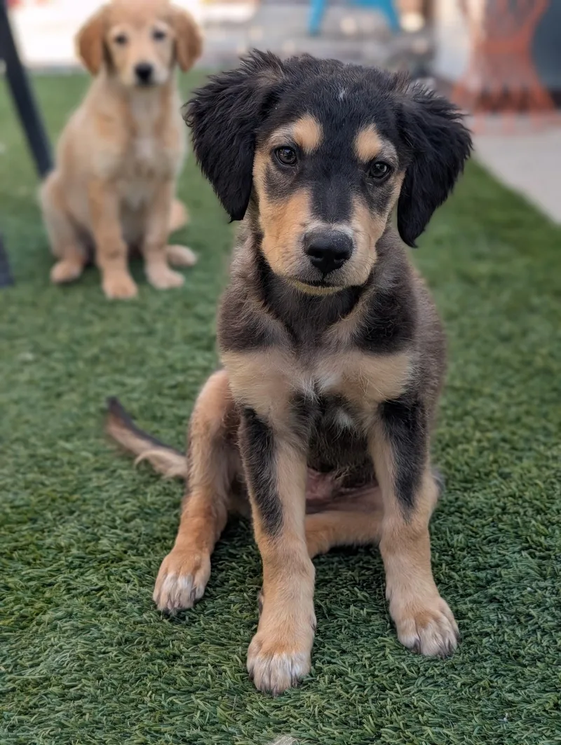 A baby medium-sized male Labrador Retriever dog named Rafael for adoption in San Diego, CA