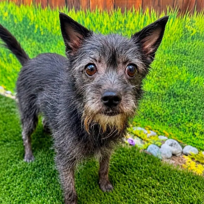 An adult small-sized female Mixed Breed dog named Desi for adoption in Warren, OH