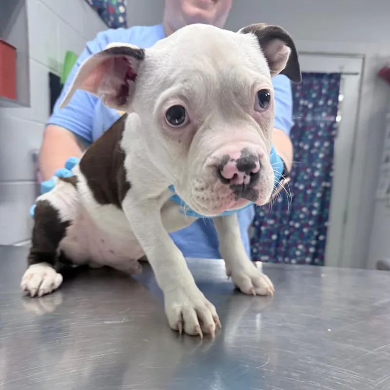 A baby small-sized male White / Cream Mixed Breed dog named Pumba for adoption in Summerville, SC