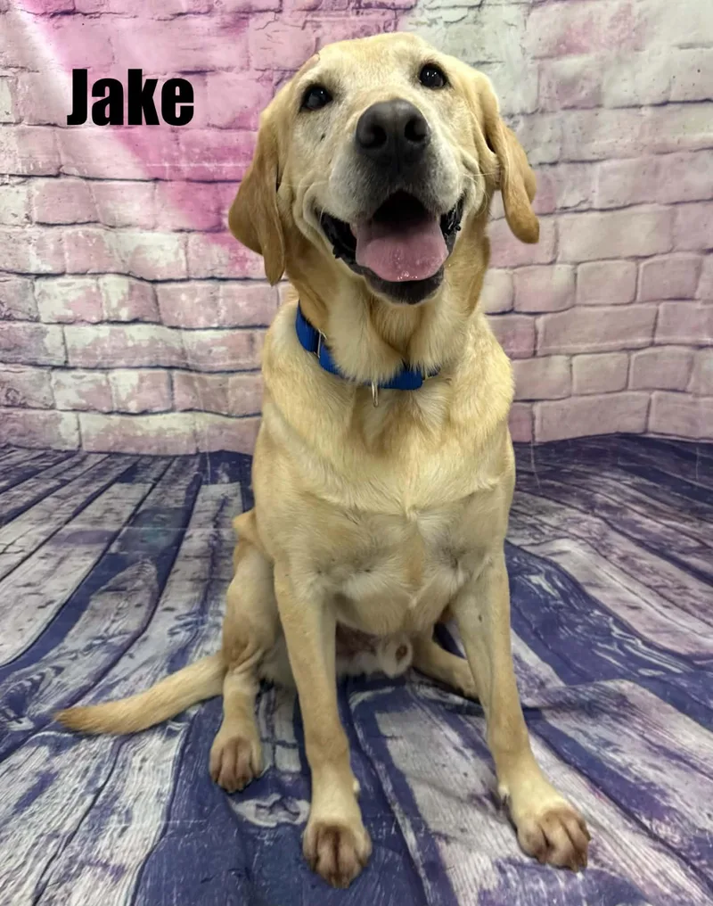 A young large-sized male Yellow Labrador Retriever dog named Jake for adoption in Quincy, MI