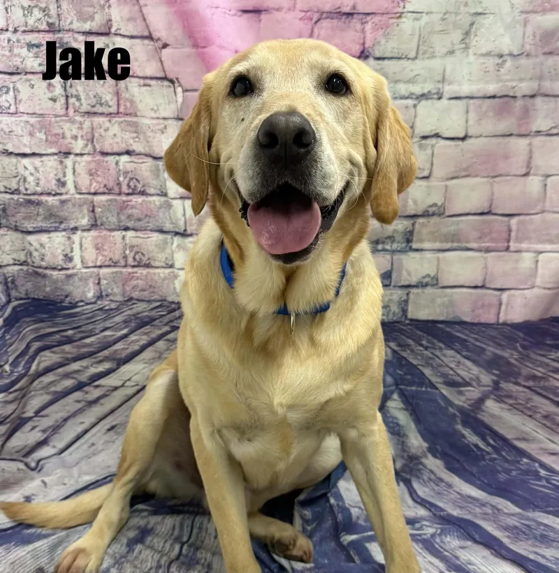 Jake thumbnail 3