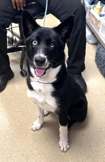 A young medium-sized female Border Collie dog named Fern for adoption in North Richland Hills, TX