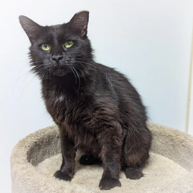 Tootsie Roll thumbnail 2