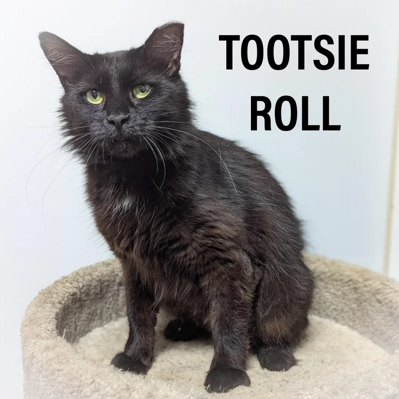 Tootsie Roll thumbnail 3