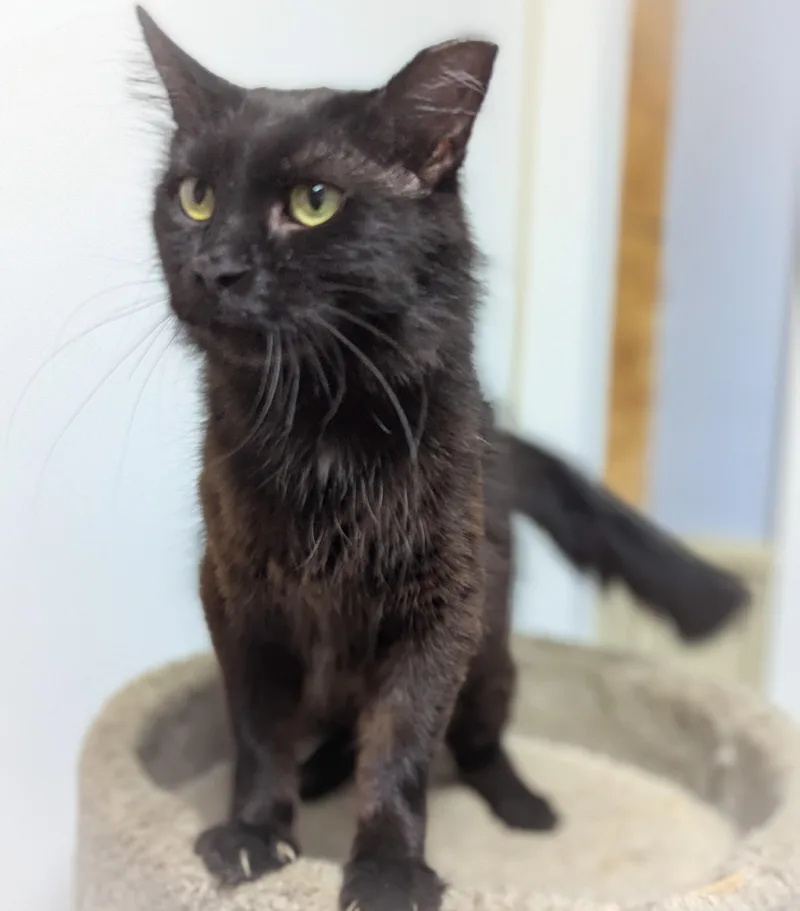 Tootsie Roll thumbnail 4