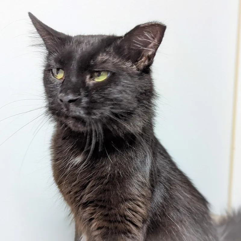 Tootsie Roll thumbnail 5