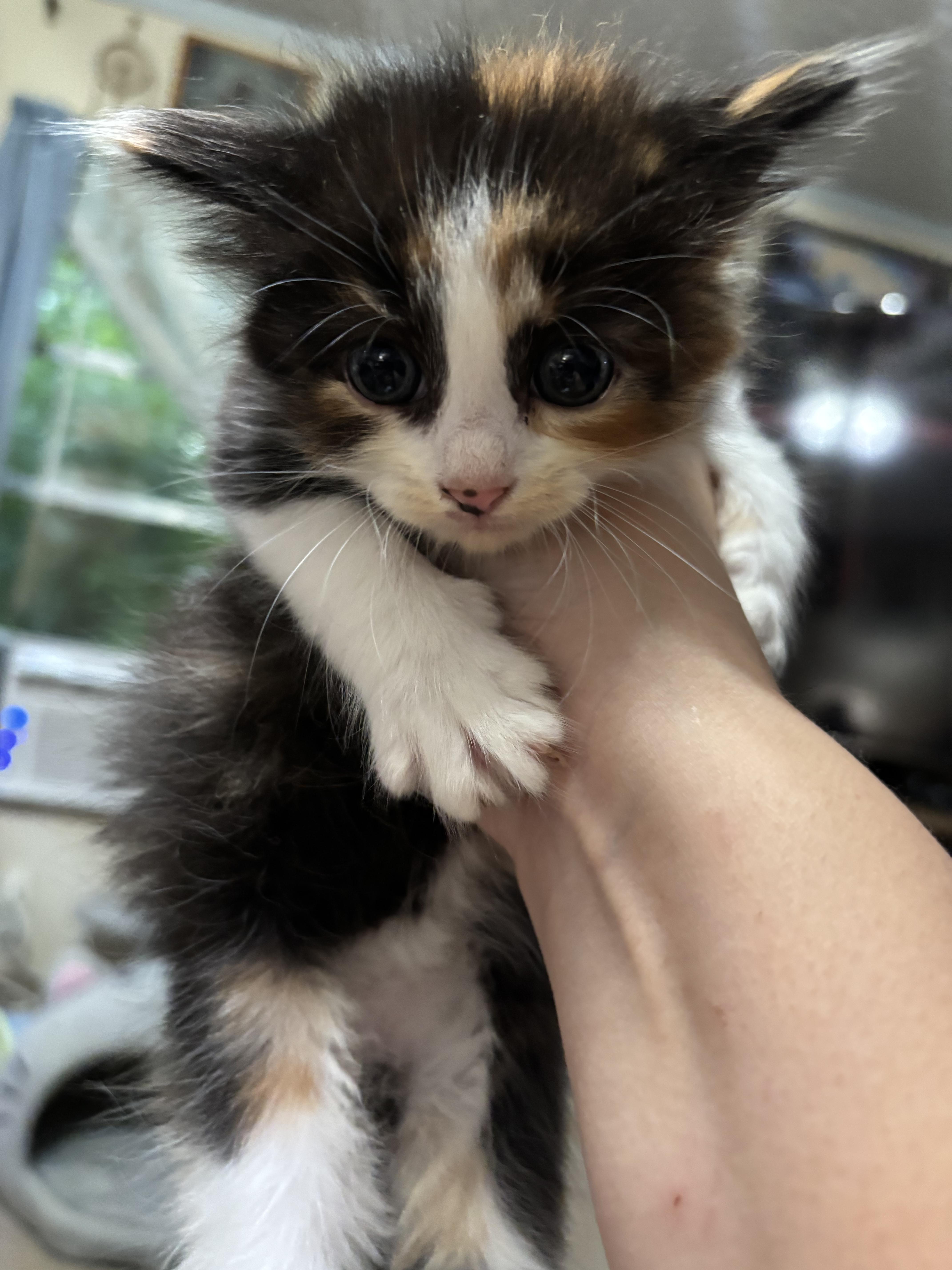 A baby small-sized female Domestic Medium Hair cat named Lenny for adoption in Randolph, AL