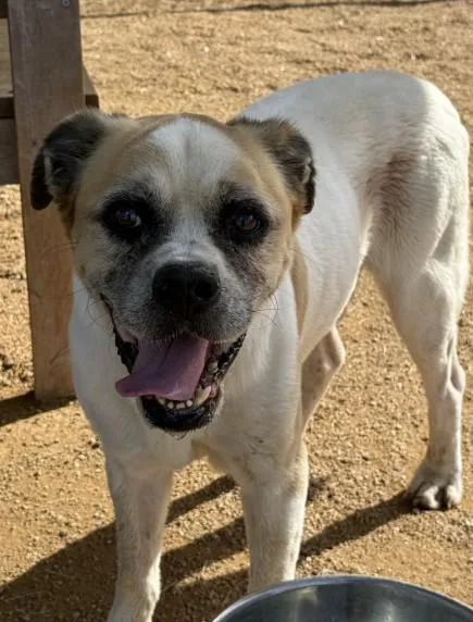 A senior large-sized male Boxer dog named Duke for adoption in Killeen, TX