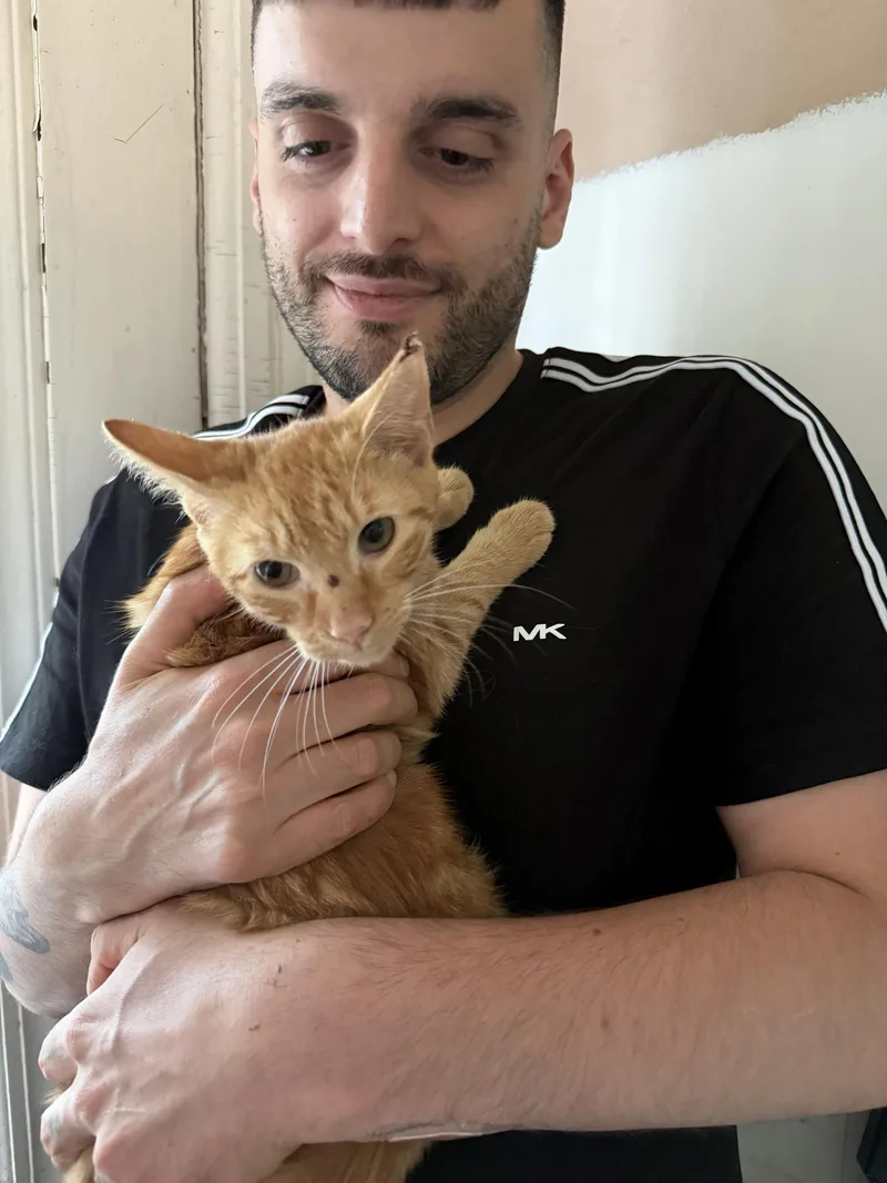 A young small-sized male Orange / Red Domestic Short Hair cat named Bradley Cooper for adoption in Long Island City, NY
