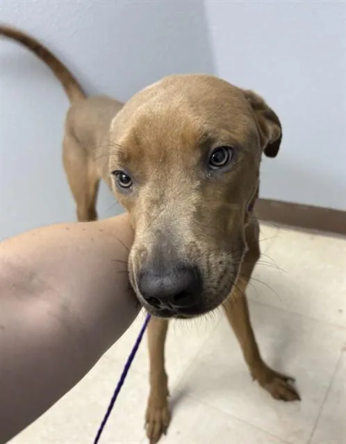 A young large-sized male Great Dane dog named Jalapeno for adoption in Killeen, TX