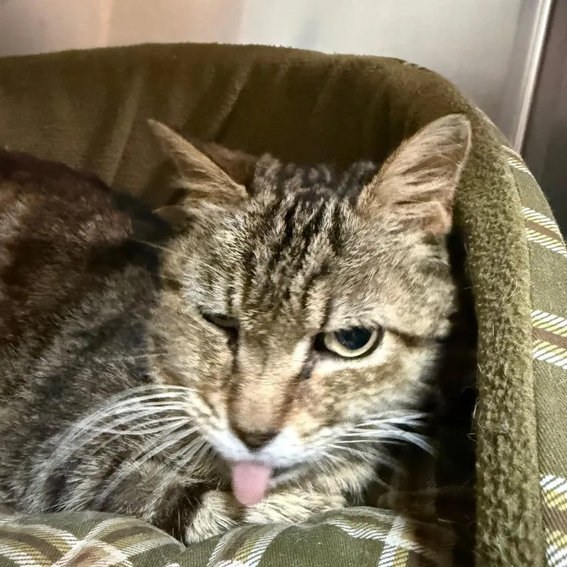 A senior small-sized female Brown / Chocolate Domestic Short Hair cat named Lint for adoption in Pensacola, FL