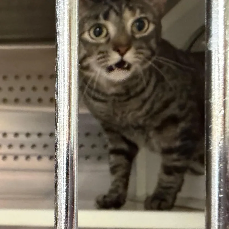 An adult medium-sized female Brown / Chocolate Domestic Short Hair cat named Rose for adoption in Ashtabula, OH