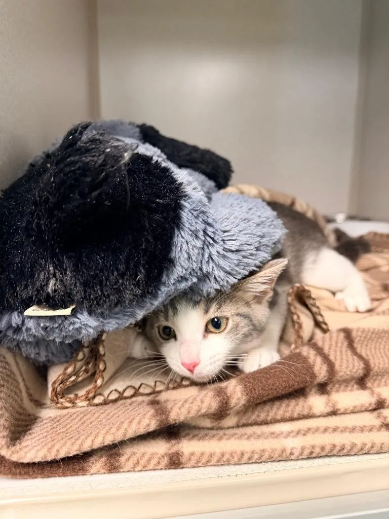 A baby medium-sized female Domestic Short Hair cat named Pickles for adoption in Pottsville, PA