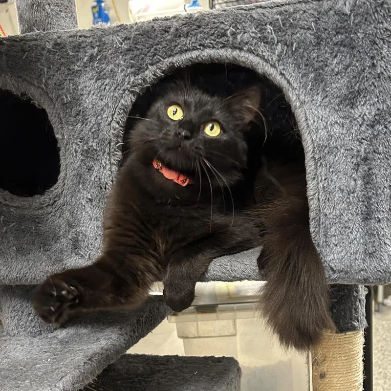 A young small-sized female Black Domestic Medium Hair cat named Lang for adoption in Falls Church, VA