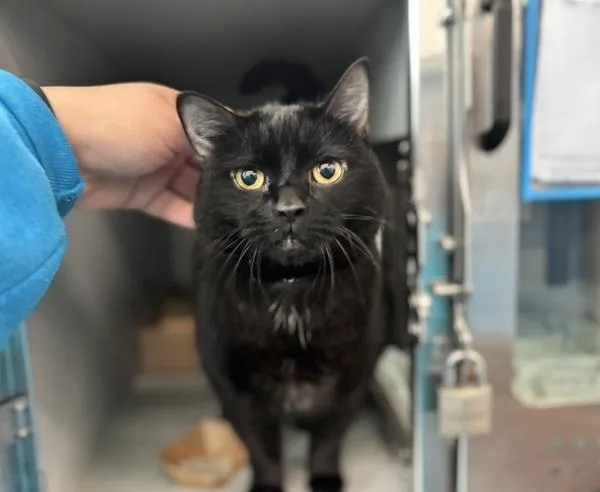 An adult medium-sized female Domestic Short Hair cat named Happy for adoption in Ridgewood, NY