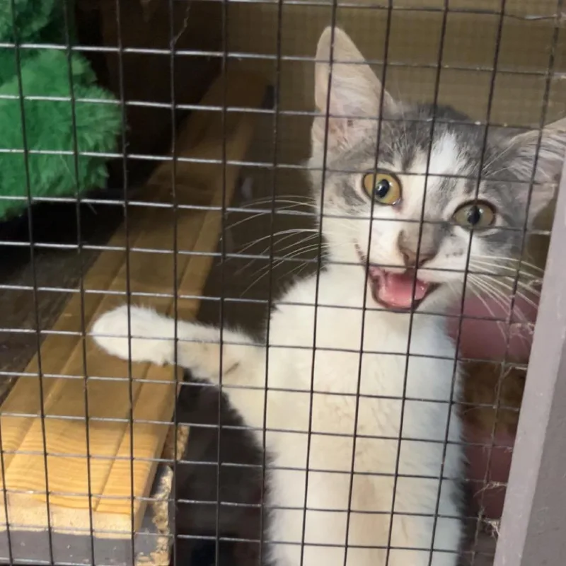 A baby small-sized female Gray / Blue / Silver Domestic Short Hair cat named Sandy for adoption in Monroeville, AL