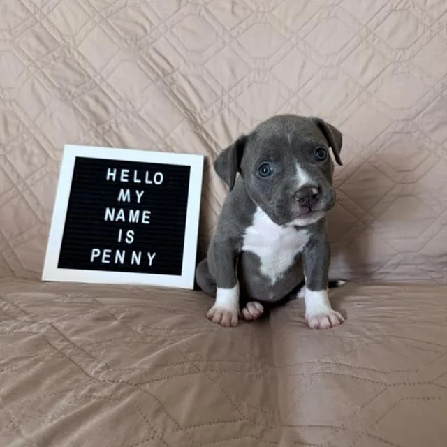 A baby large-sized female Pit Bull Terrier dog named Penny Lane for adoption in Camarillo, CA