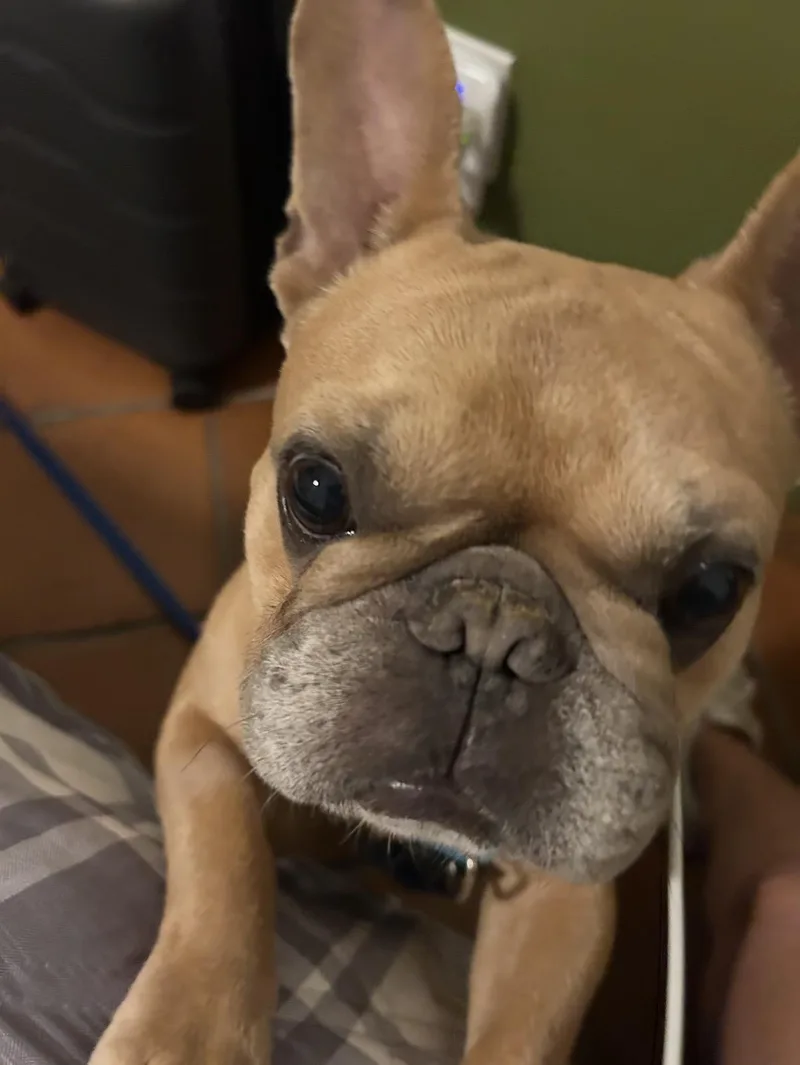 An adult small-sized male French Bulldog dog named Potato for adoption in Tarzana, CA