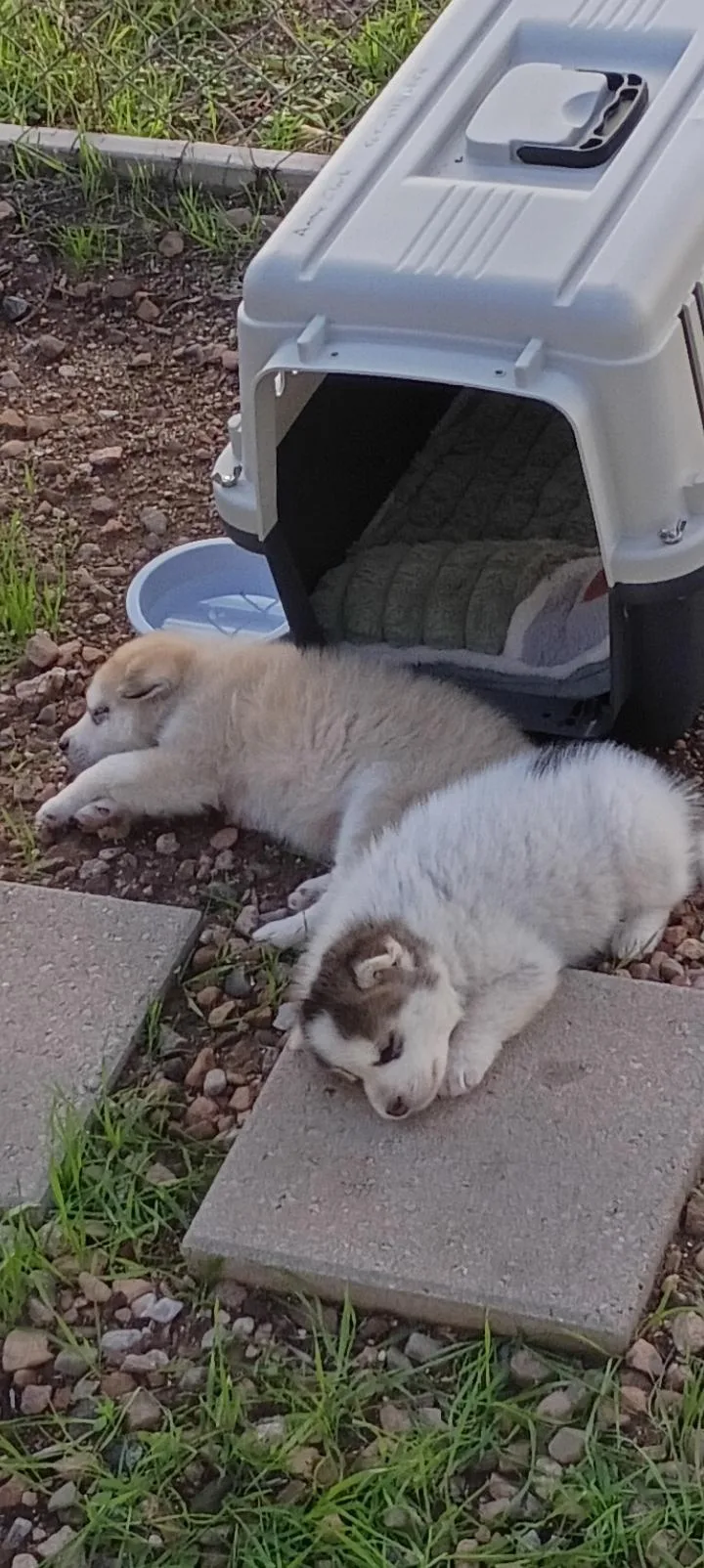A baby medium-sized male Siberian Husky dog named White puppy for adoption in Cedar Crest, NM