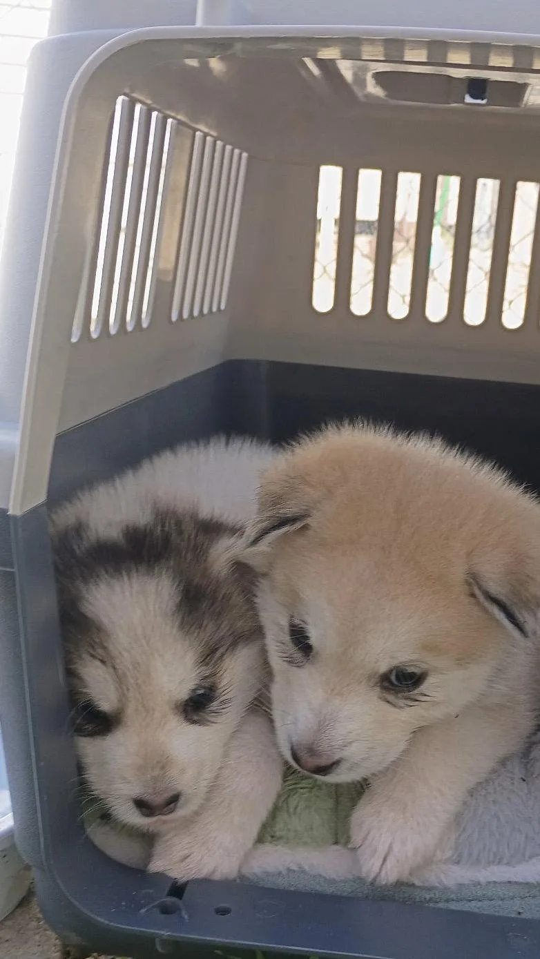 White puppy thumbnail 2