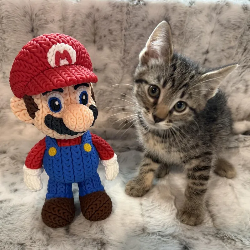 A baby small-sized male Brown / Chocolate Domestic Short Hair cat named Mario for adoption in Normal, IL