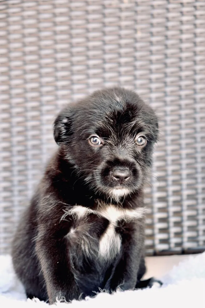 A baby medium-sized male Border Collie dog named Moodini for adoption in San Diego, CA