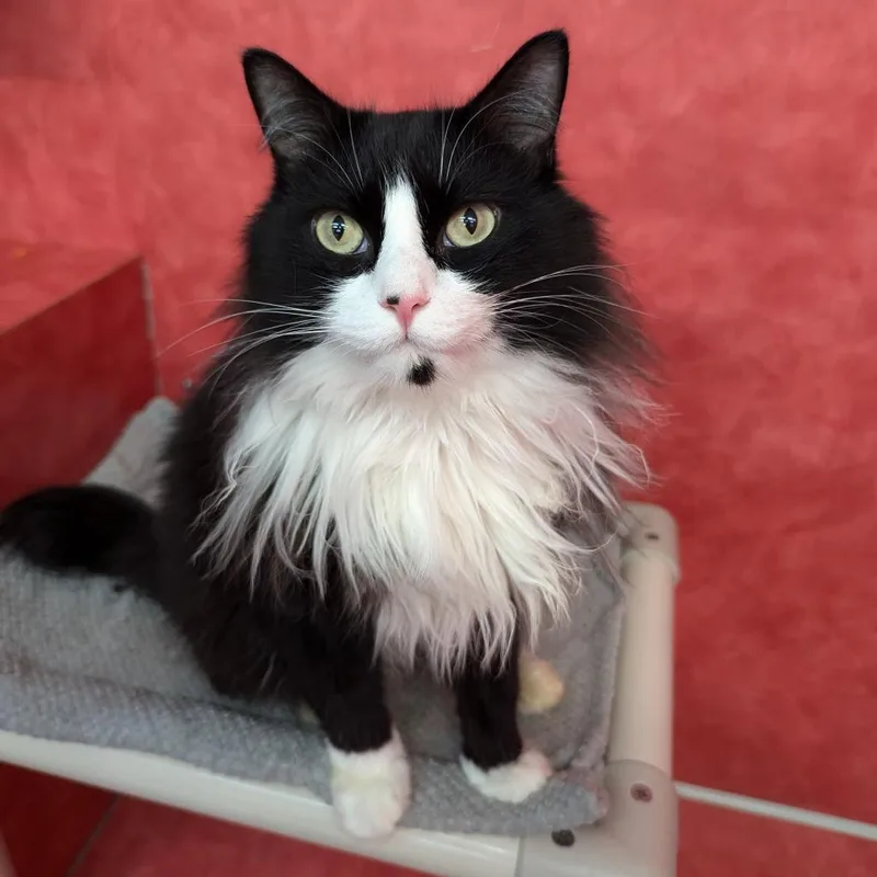 An adult large-sized male Black Domestic Long Hair cat named Laszlo for adoption in Austin, TX