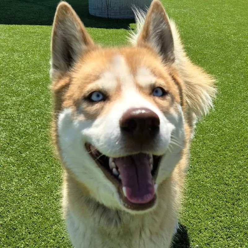 An adult medium-sized male Golden Husky dog named Clark Kent for adoption in Idaho Falls, ID