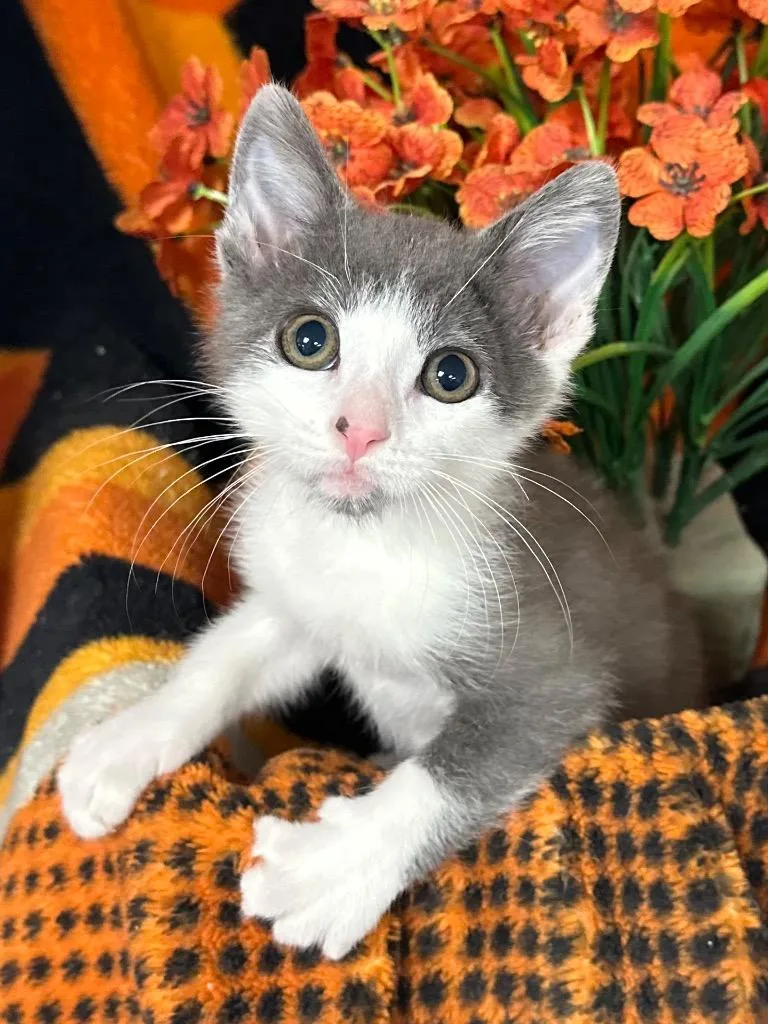 A baby small-sized male Domestic Short Hair cat named Lionel for adoption in Stillwater, OK