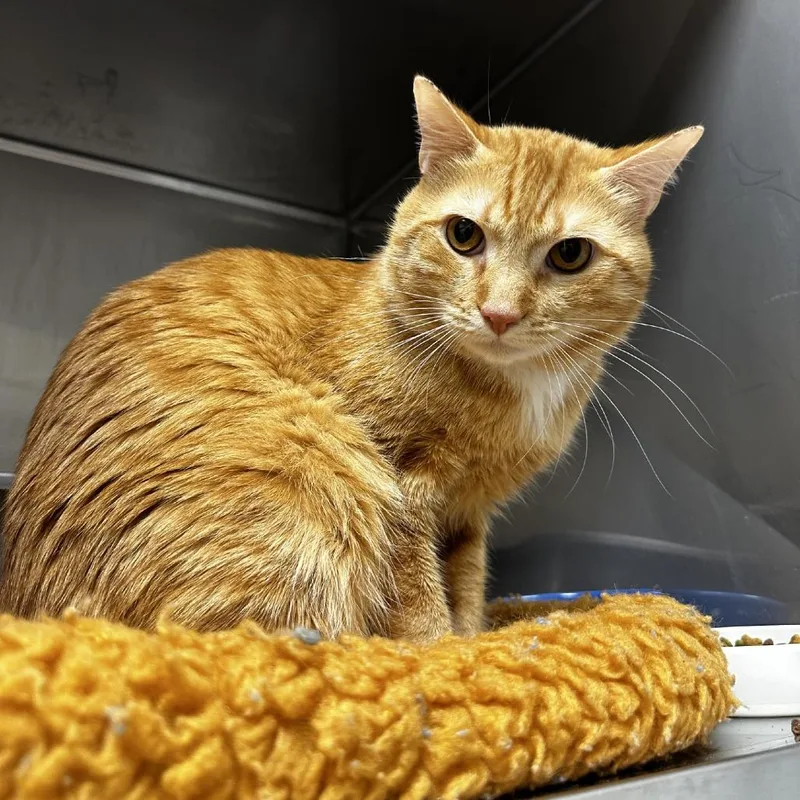 An adult large-sized male Orange / Red Domestic Short Hair cat named Sly for adoption in Blue Ridge, GA