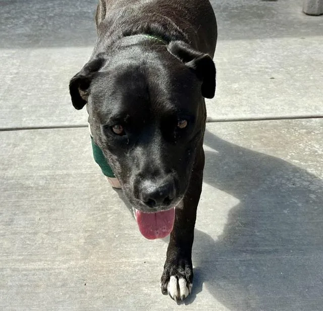 An adult large-sized male Pit Bull Terrier dog named Big Boy for adoption in Tucson, AZ