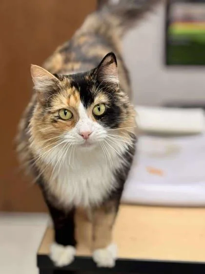 An adult medium-sized female Domestic Long Hair cat named Rusty for adoption in Visalia, CA