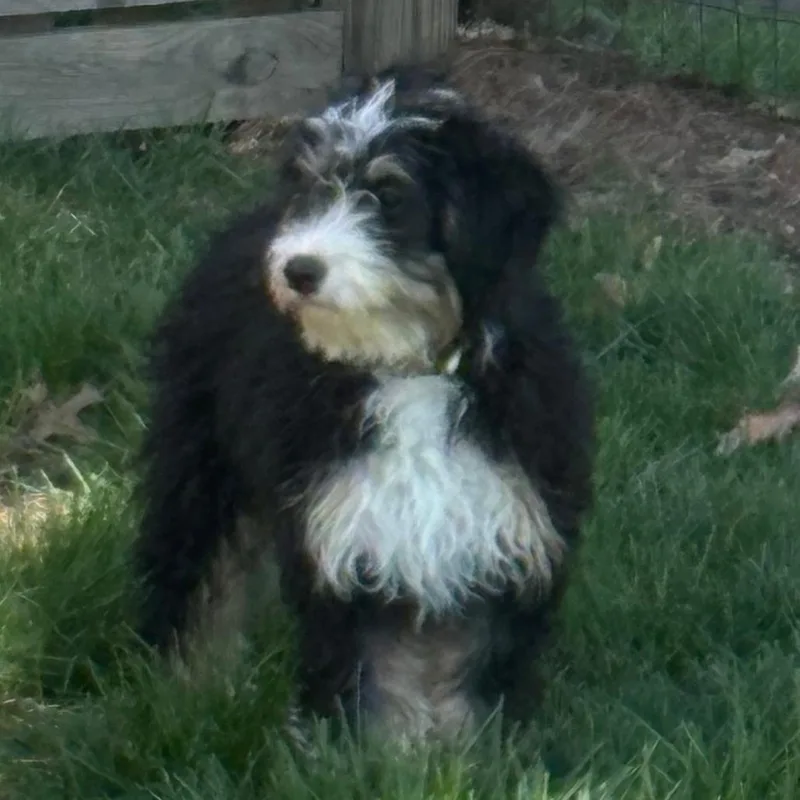 A baby medium-sized female Bernese Mountain Dog dog named Evie for adoption in Cincinnati, OH