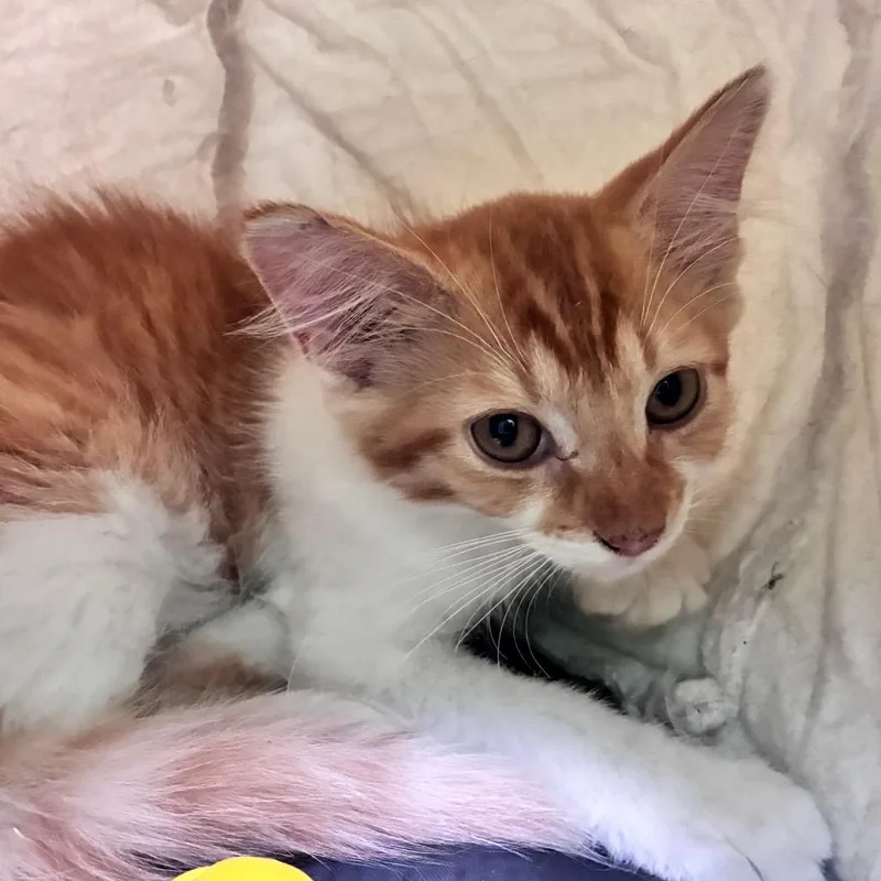 A baby small-sized male White Domestic Medium Hair cat named Sunny for adoption in Dayton, OH