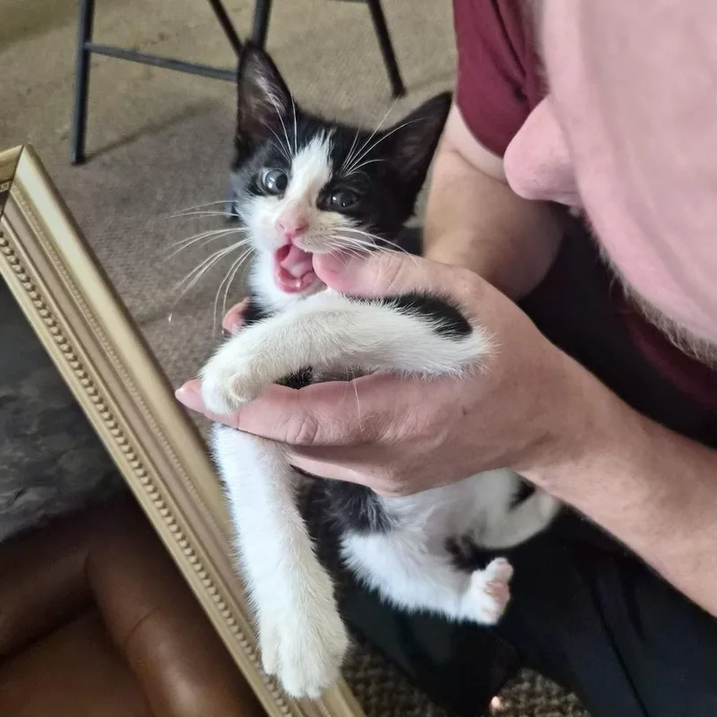 A baby small-sized male Black & White / Tuxedo Domestic Short Hair cat named Seth for adoption in Patchogue, NY