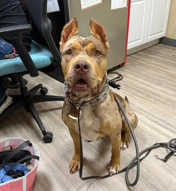 An adult large-sized female American Bully dog named Nahla for adoption in Oceanside, CA