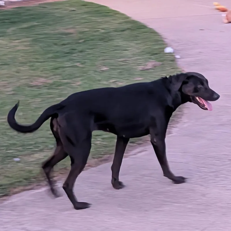 A young small-sized female Black Labrador Retriever dog named Missy for adoption in mount vernon, AR