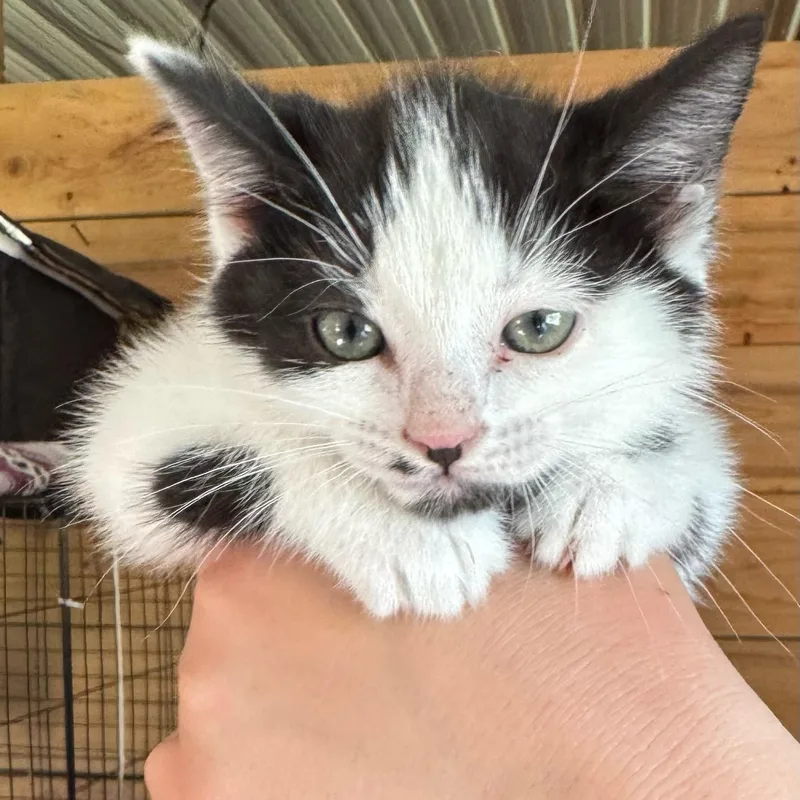 Minnie