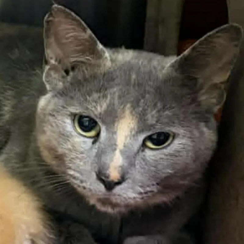 A young medium-sized female Gray / Blue / Silver Domestic Short Hair cat named Dumpling for adoption in Harrisonburg, VA