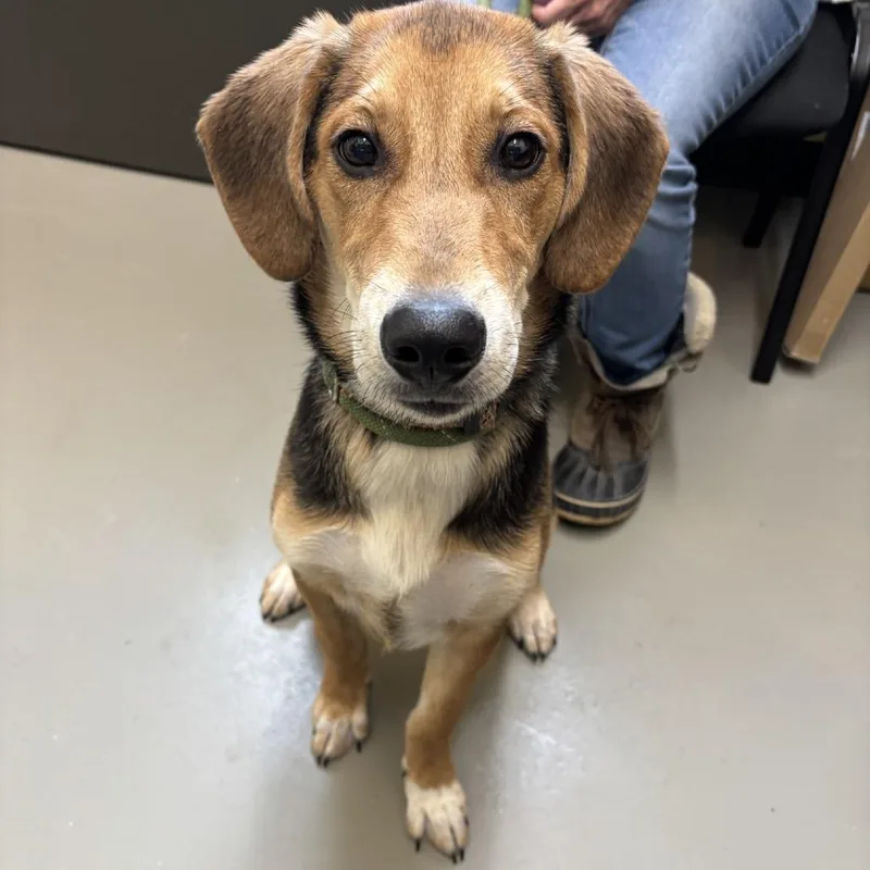 A young medium-sized male Hound dog named Dillon for adoption in Falmouth, KY