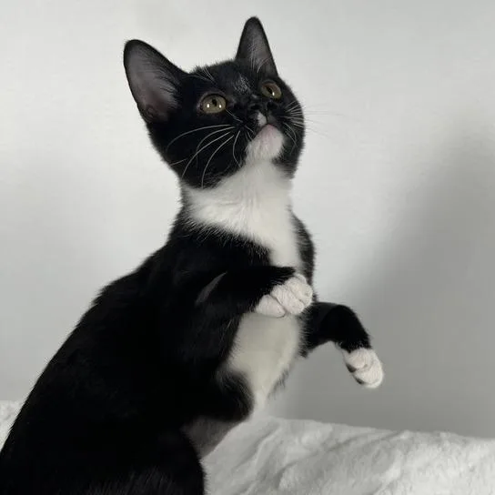 A baby small-sized female Black Domestic Short Hair cat named Dolly for adoption in Johnson City, TN
