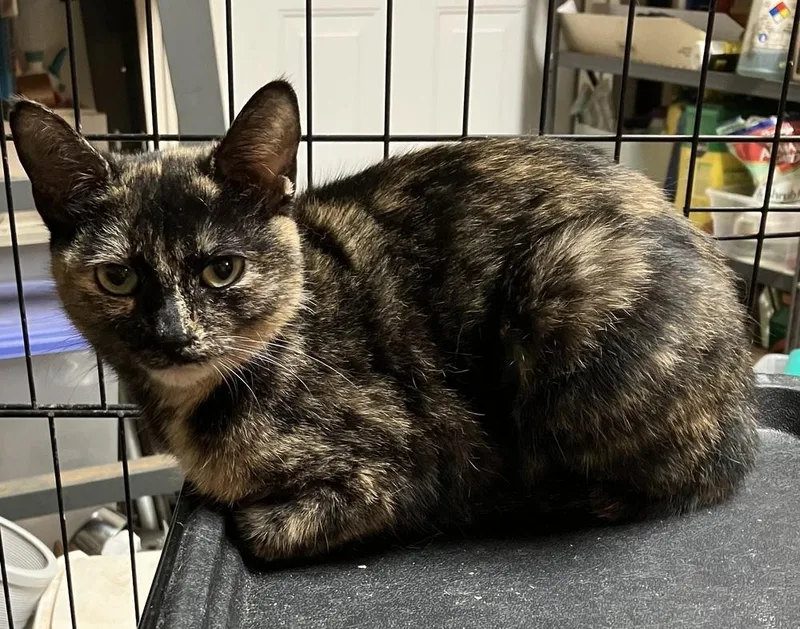 An adult medium-sized female Tortoiseshell Domestic Short Hair cat named Princess Porch Pirate Lh for adoption in Greenville, SC