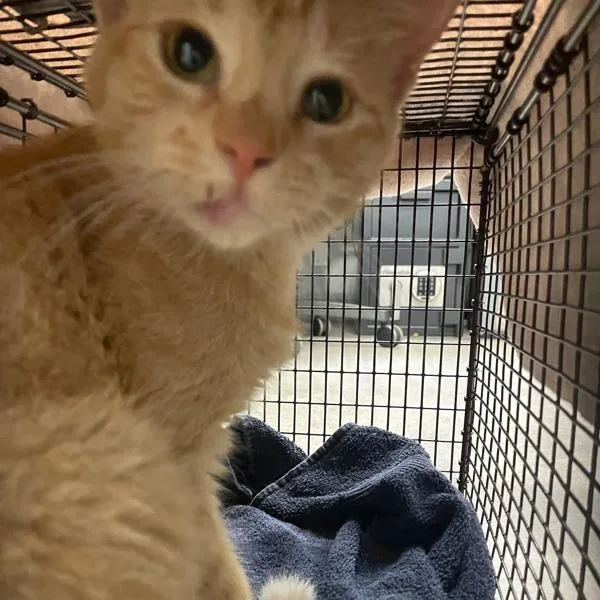 An adult small-sized male Domestic Short Hair cat named Henry for adoption in Des Moines, IA