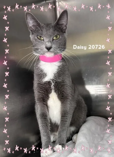 A young medium-sized female Gray & White Domestic Short Hair cat named Daisy for adoption in Marietta, GA