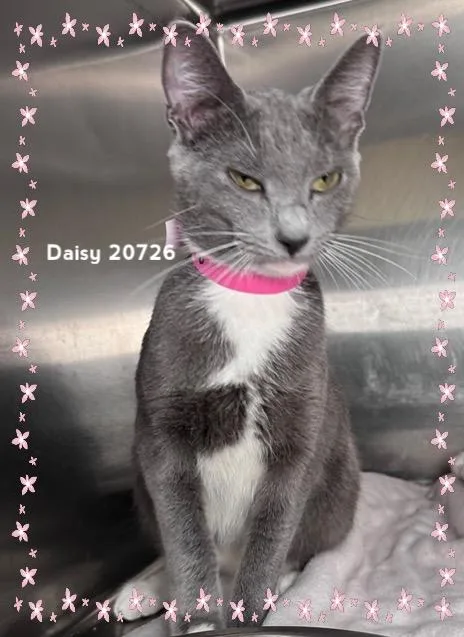 Daisy thumbnail 2