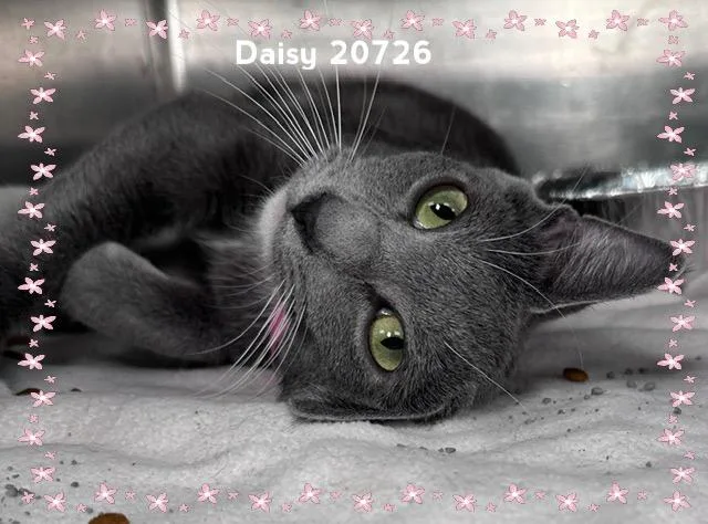 Daisy thumbnail 5