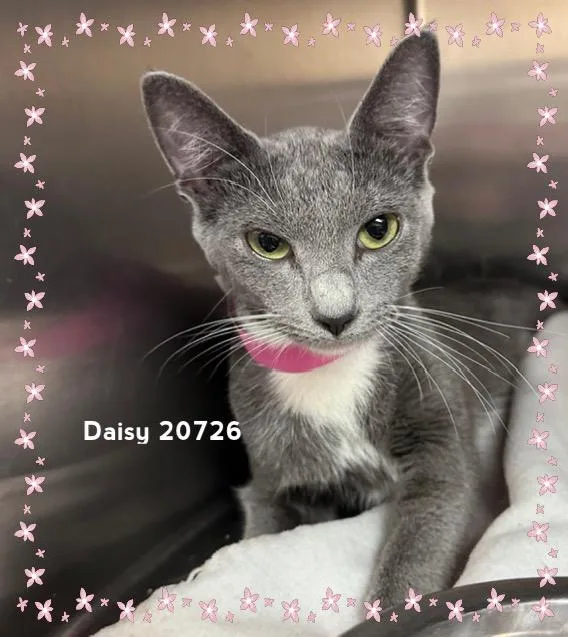 Daisy thumbnail 6