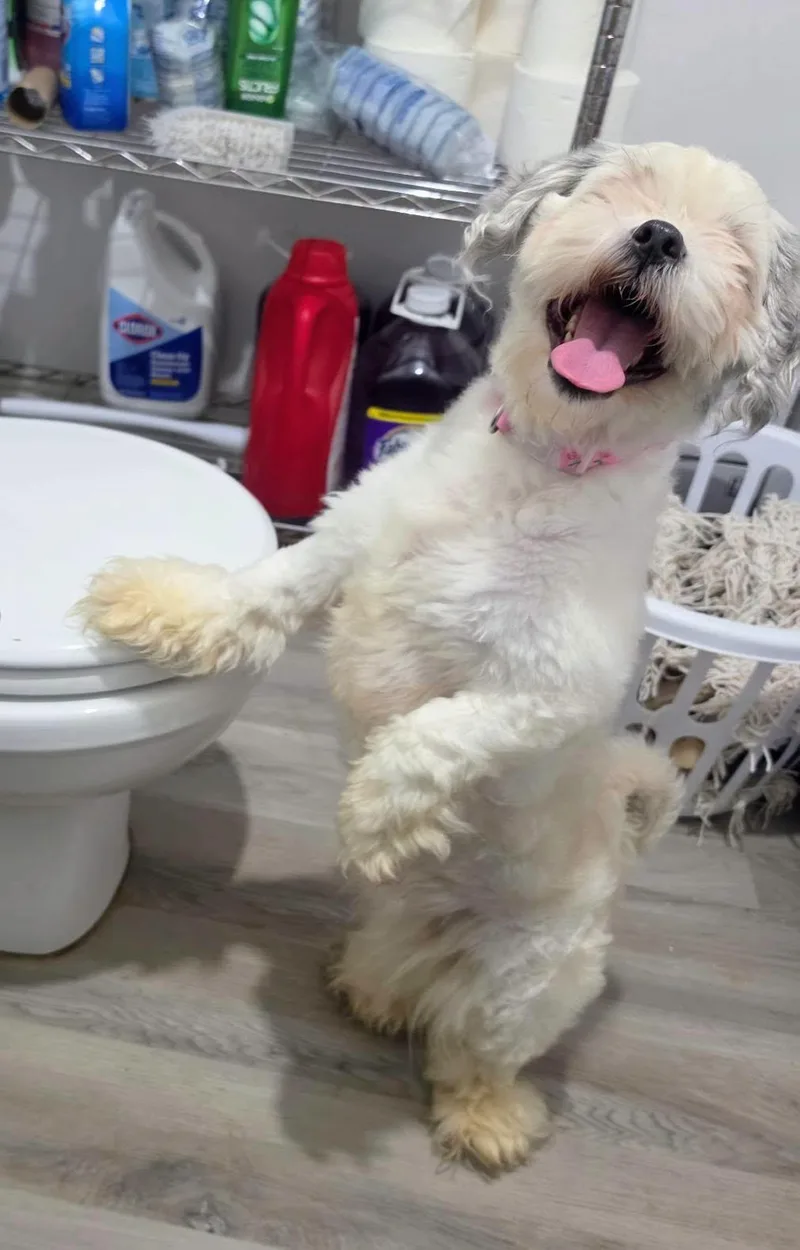 A young small-sized male White / Cream Shih Tzu dog named Buckeye for adoption in Amelia, OH