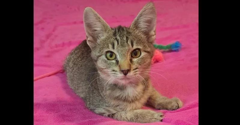 A baby small-sized female Domestic Short Hair cat named Briar for adoption in Groveland, MA