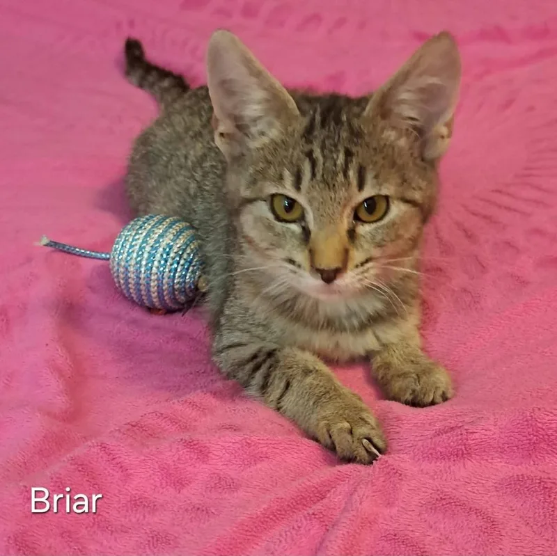 Briar thumbnail 2